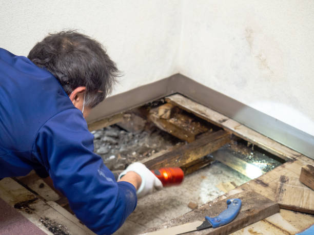 Best Attic Mold Removal  in Kittitas, WA