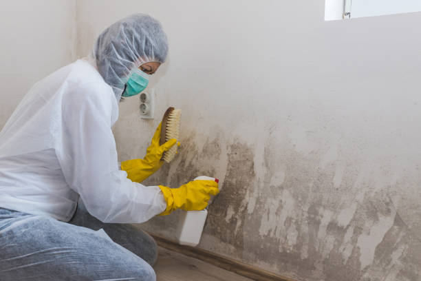 Best Mold Remediation Services  in Kittitas, WA