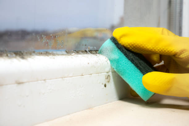 Best Mold Removal Process  in Kittitas, WA