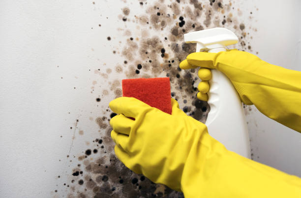 Best Crawl Space Mold Removal  in Kittitas, WA