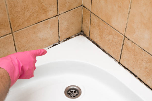Best Black Mold Removal  in Kittitas, WA